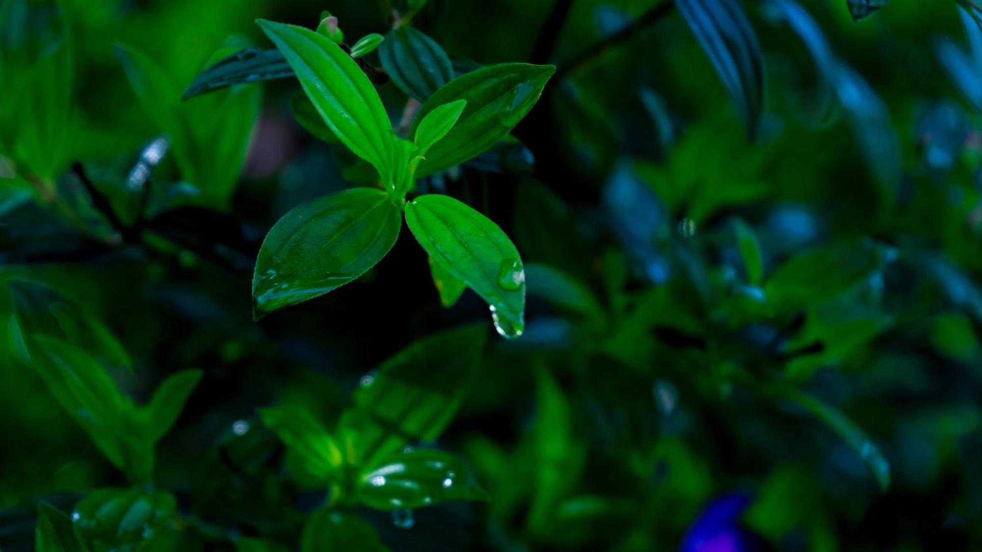 Vythiri Holiday Resort, Wayanad Ngoại thất bức ảnh